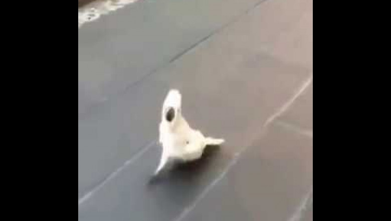 Какаду, считающий себя собакой