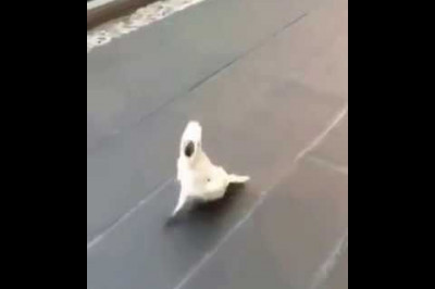 Какаду, считающий себя собакой