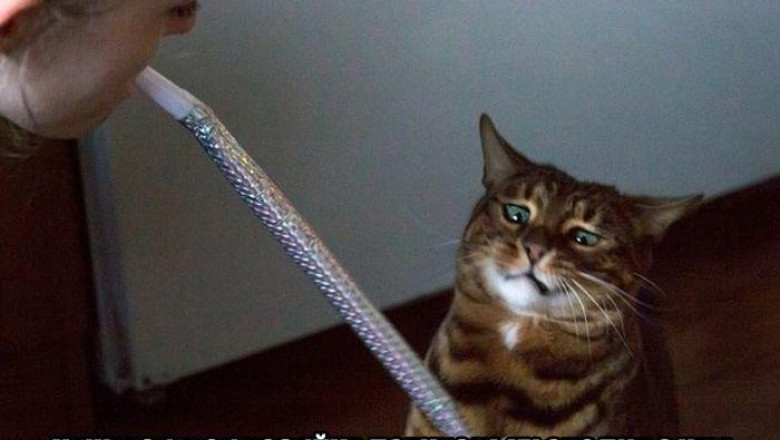 Хозяйка сошла с ума