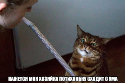 Хозяйка сошла с ума