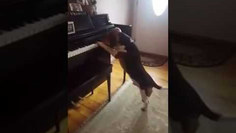 Песик играет на пианино и поет