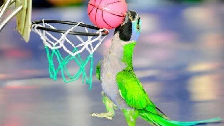 Развлечение для попугая