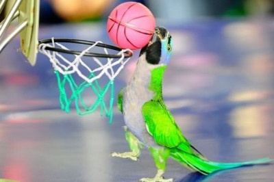 Развлечение для попугая