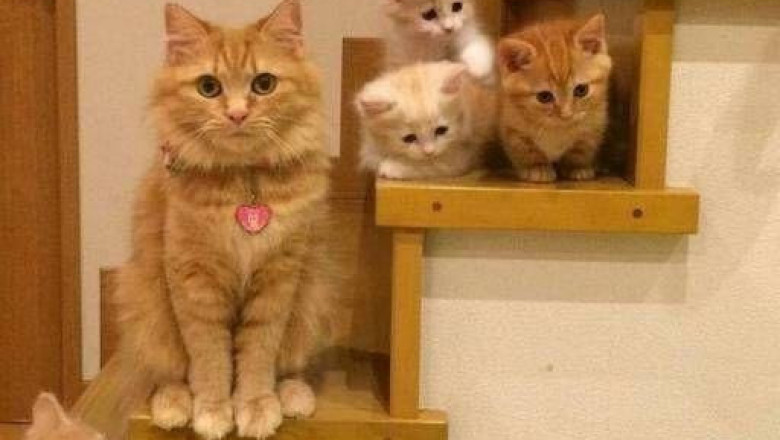 Семейное фото