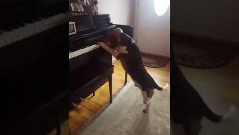 Собачий вальс 