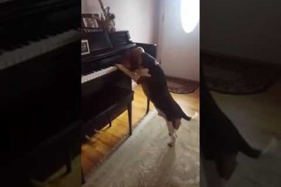 Собачий вальс 