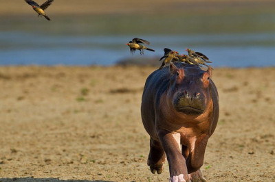 Бегемотик и стая птиц 