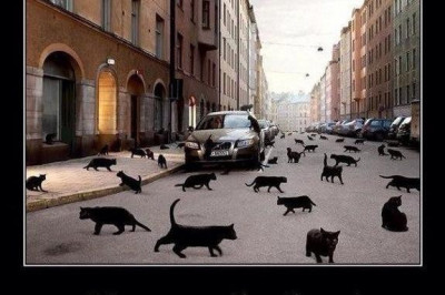 Черная кошка