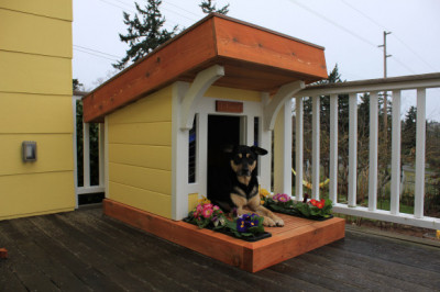 Домашний любимец