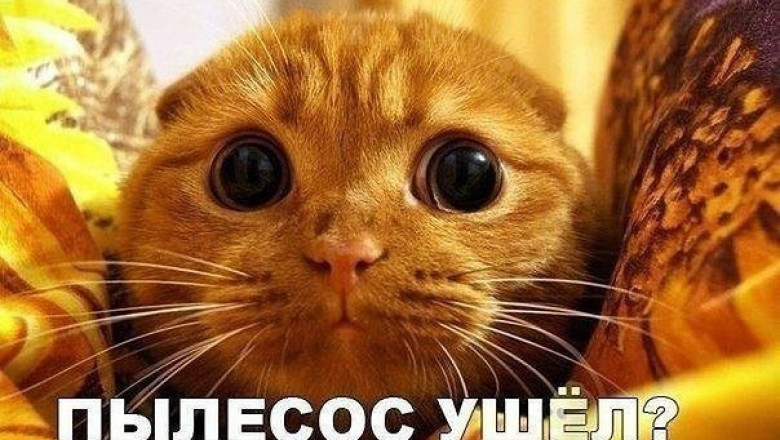 Этот страшный звук пылесоса