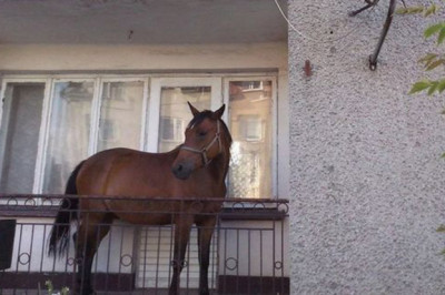 Животные на балконе