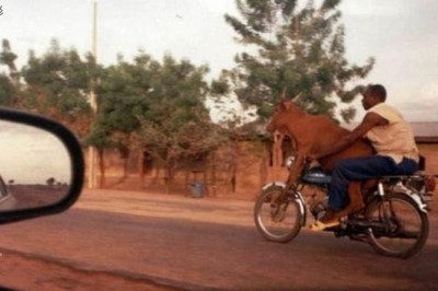 Животные на мопеде