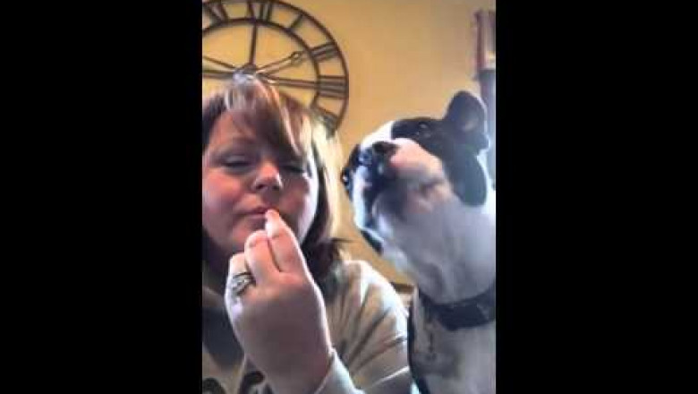 Бостон-терьер по кличке Найджел-любитель морковки 