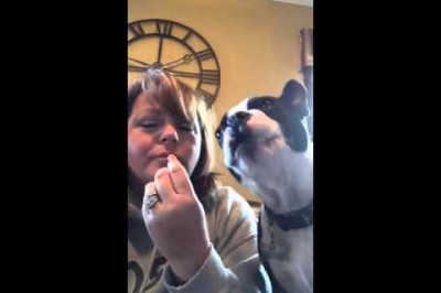 Бостон-терьер по кличке Найджел-любитель морковки 