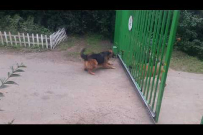 Когда отстаиваешь свою территорию 