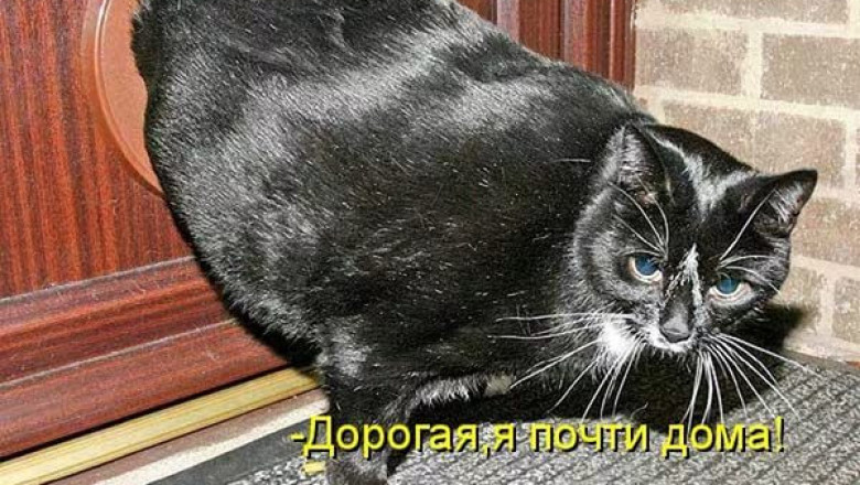 Кот в дверном окошке