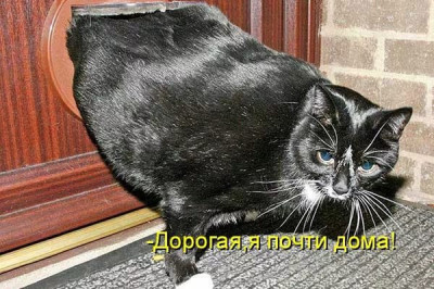 Кот в дверном окошке