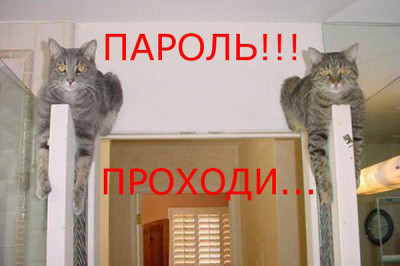 Коты отдыхают на двери