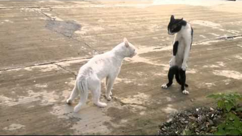 Кунг-фу от котов