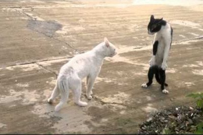 Кунг-фу от котов