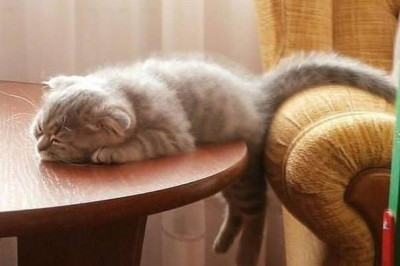 Мимикришная подборочка 