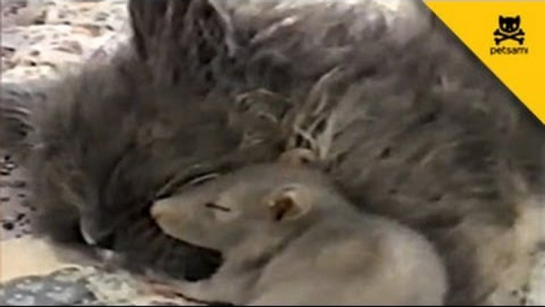 Мышка с кошкой 