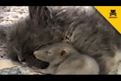 Мышка с кошкой 