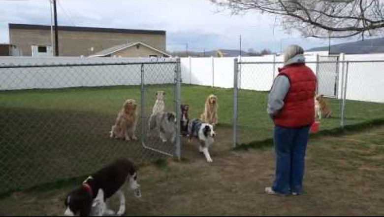 Перекличка собак 