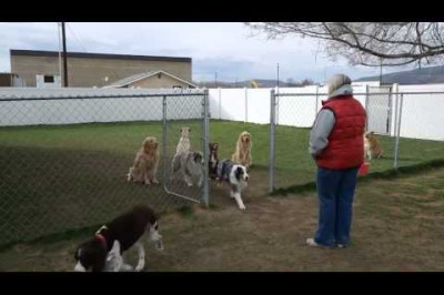 Перекличка собак 