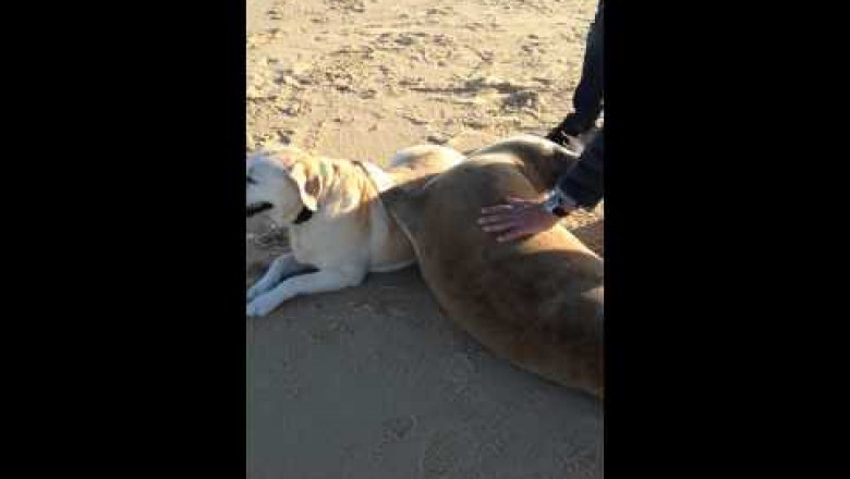 Тюлень подполз к собаке 