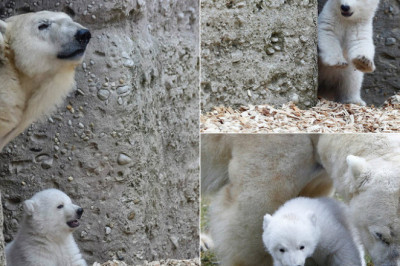Белый медвежонок познаёт жизнь 