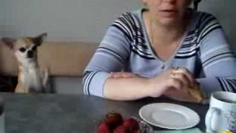 Чихуахуа выпрашивает клубничку 