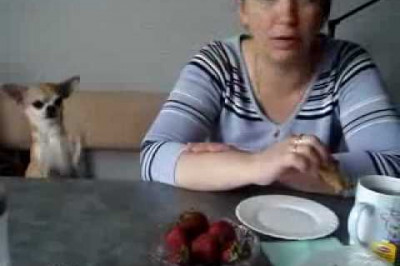 Чихуахуа выпрашивает клубничку 