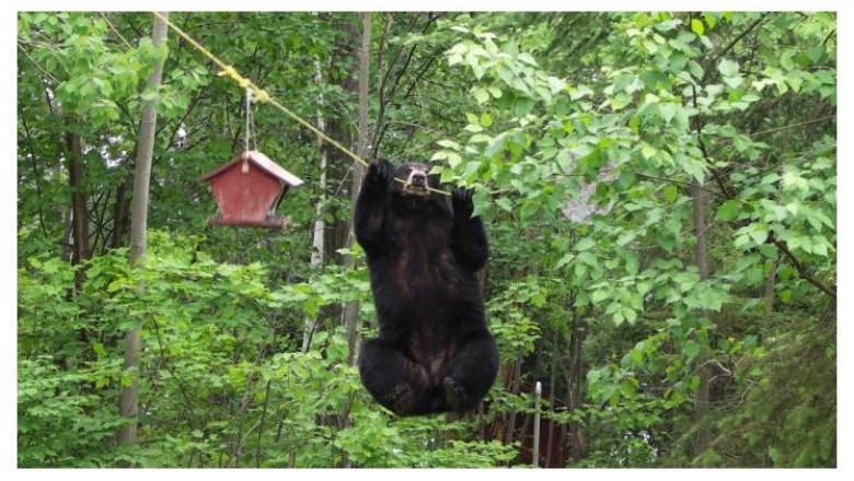 Медведь акробат