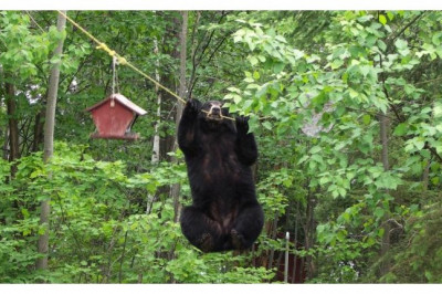 Медведь акробат