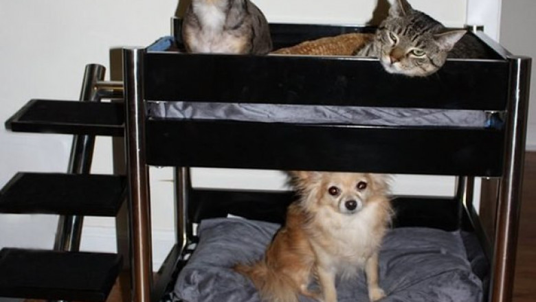 Общежитие для домашних питомцев