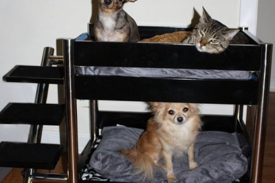 Общежитие для домашних питомцев