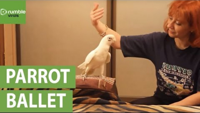 Попугай услышал знакомую мелодию