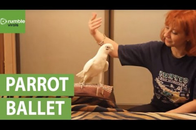 Попугай услышал знакомую мелодию