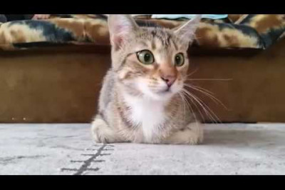 Реакция кота на фильм-ужасов 