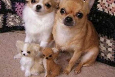 Такие прелестные собачки