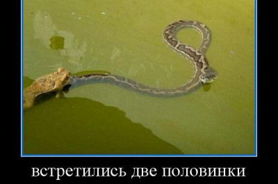 Встретились две половинки