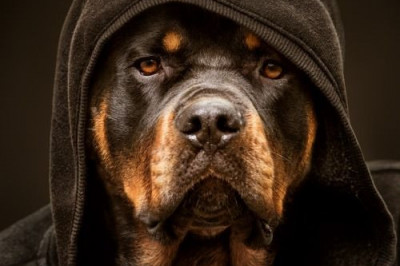 Забавное объявление о собаке