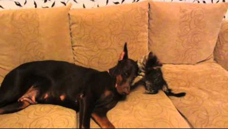 "Злой" котёнок 