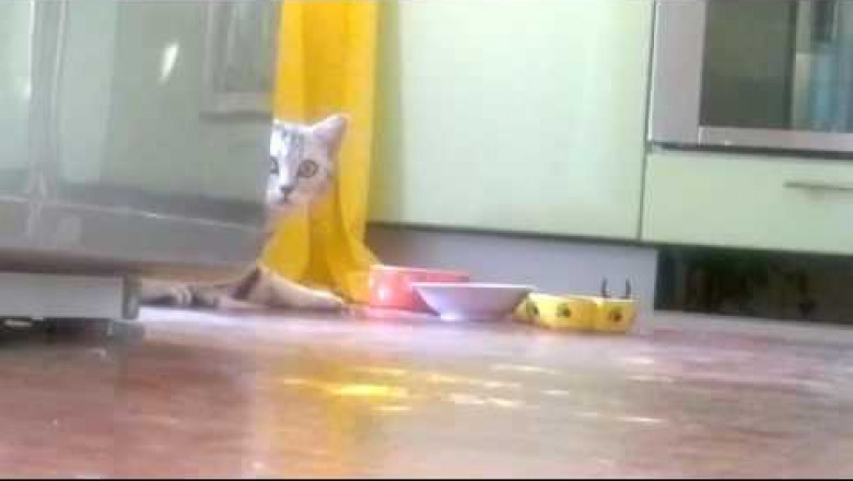 Кошка, которая стесняется