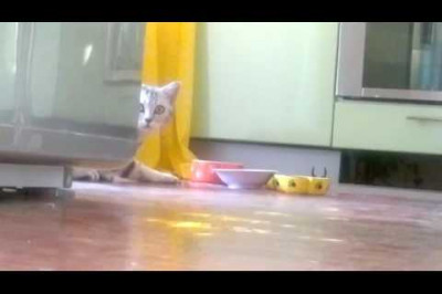 Кошка, которая стесняется