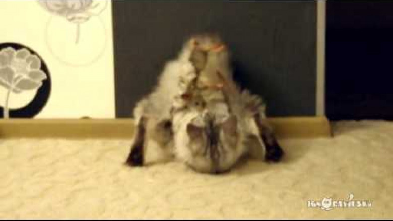 Коты есть коты 