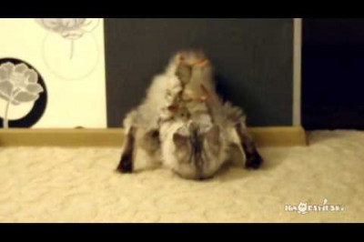 Коты есть коты 