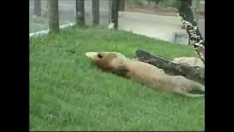 Лев впервые увидел траву и землю 