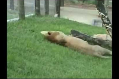 Лев впервые увидел траву и землю 